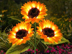 🌻Mother's Day Sale 49% OFF- 🌞Solar LED Sunflower Garden Lights-29.6inch/74cm